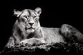 Lioness Royalty Free Stock Photo