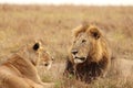 Lion and lioness resting in the african savannah. Royalty Free Stock Photo