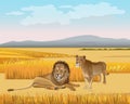 The lioness and the lion in the savanna