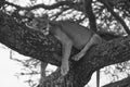 Lioness tree climbing Serengeti - Lion black and white bnw