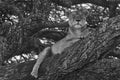 Lioness tree climbing Serengeti - Lion black and white bnw