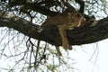 Lioness tree climbing Serengeti - Lion Safari Portrait