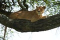 Lioness tree climbing Serengeti - Lion Safari Portrait