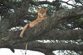 Lioness tree climbing Serengeti - Lion Safari Portrait Royalty Free Stock Photo