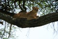 Lioness tree climbing Serengeti - Lion Safari Portrait