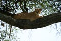 Lioness tree climbing Serengeti - Lion Safari Portrait Royalty Free Stock Photo