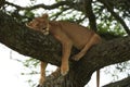 A Lioness Lion in the Serengeti. High quality photo Africa Safari Tanzania Tree Climbing Royalty Free Stock Photo