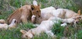 Lioness and a Litter of Nursing Cubs Royalty Free Stock Photo