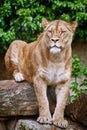 Lioness on the Log