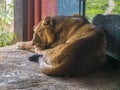 Lioness in the London Zoo.