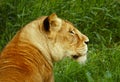 Lioness Looking back Royalty Free Stock Photo
