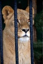 Lioness looking through the bars of a steel lattice