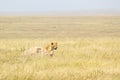 Lioness looking behind a stone