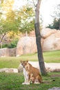 Lioness looking at camera calmly in a zoo