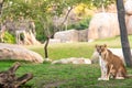 Lioness looking at camera calmly in a zoo