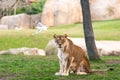 Lioness looking at camera calmly in a zoo