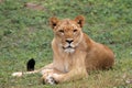 Lioness looking into camera Royalty Free Stock Photo