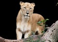 Lioness looking Royalty Free Stock Photo