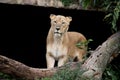 Lioness looking Royalty Free Stock Photo