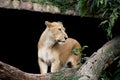 Lioness looking Royalty Free Stock Photo