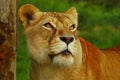 Lioness looking for prey Royalty Free Stock Photo