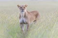 Lioness looking for prey on savanna Royalty Free Stock Photo