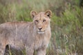 Lioness looking Royalty Free Stock Photo