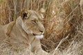 Lioness looking for some dinner in the Kafue national park in Zambia.