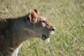 Lioness looking to right and showing teeth Royalty Free Stock Photo