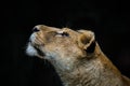Lioness looking up. Lion sniffing Royalty Free Stock Photo