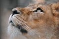 Lioness looking up to the sky Royalty Free Stock Photo