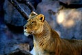 Lioness looks alert Royalty Free Stock Photo