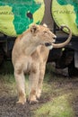 Lioness looks past jeep on muddy grass