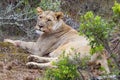 Lioness looks towards camera as she recovers from a morning hunt Royalty Free Stock Photo