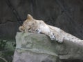 Lioness lounging on a rock