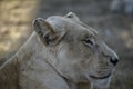 Lioness lounging in the Sun.