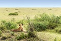 Lioness lounging