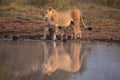 Lioness love