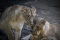 Lioness loving eachother sasan gir forest