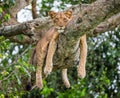 Lioness lying on a big tree. Close-up. Uganda. East Africa.