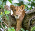 Lioness lying on a big tree. Close-up. Uganda. East Africa.