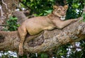 Lioness lying on a big tree. Close-up. Uganda. East Africa.