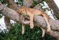 Lioness lying on a big tree. Close-up. Uganda. East Africa.