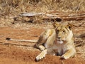 Lioness lying down