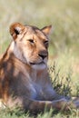 Lioness lying down