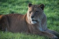 Lioness lying down on the grass and looking away