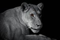 Lioness lying down isolated on black background. Royalty Free Stock Photo