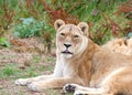 Lioness lying down watching viewer Royalty Free Stock Photo