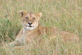 Lioness lying in grass