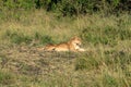 lioness is lying in the grass Royalty Free Stock Photo